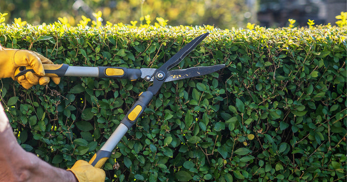 Cutting hedges correctly: the best tips on timing and choosing the right tools