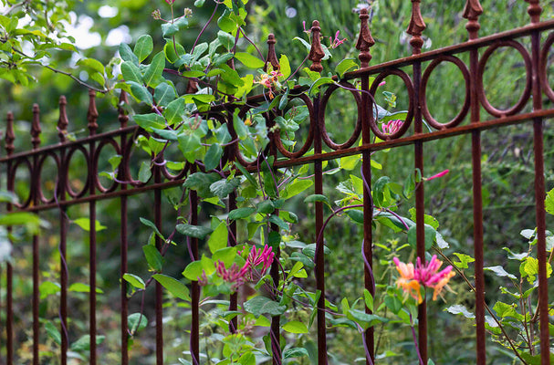 Greening your fence with suitable plants and climbing ideas