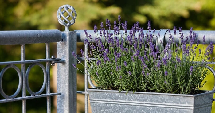 Attaching Flower Boxes to Balcony Railings – What You Need to Know