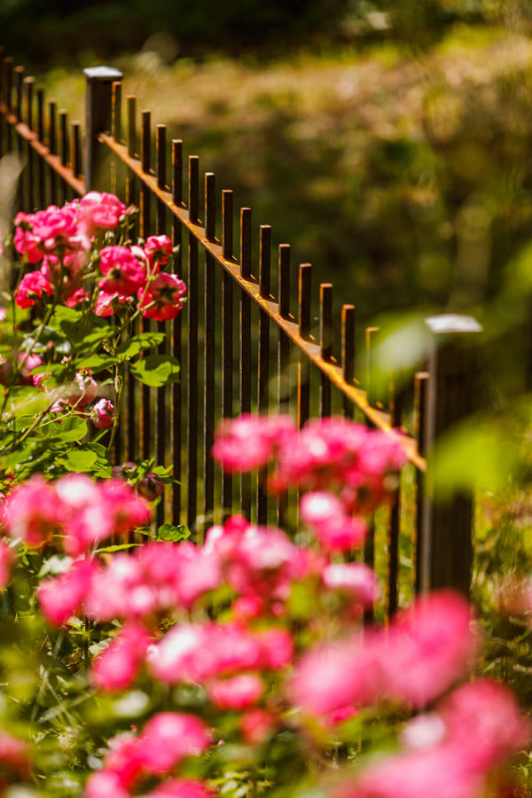 Zaun Padua abgestuft hinter Blumen mit unscharfem Hintergrund aus schräger Perspektive | Unbeschichtet